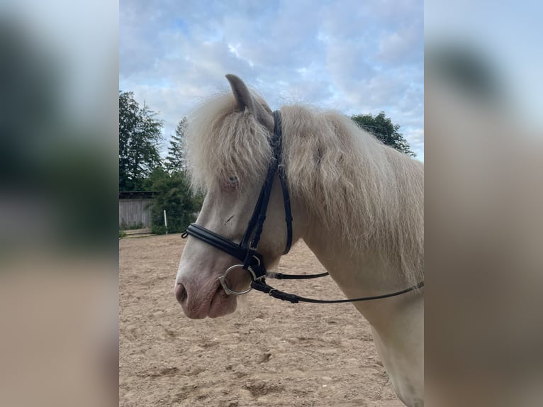 Kuc islandzki Wałach 5 lat Cremello in Stolpe