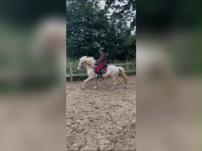 Kuc islandzki Wałach 5 lat Cremello in Stolpe