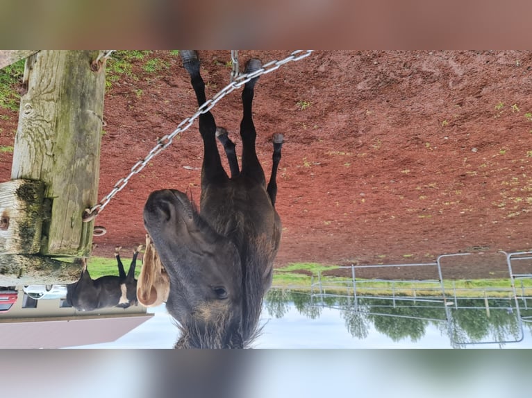 Kuc islandzki Wałach 6 lat 135 cm Kara in Selfoss