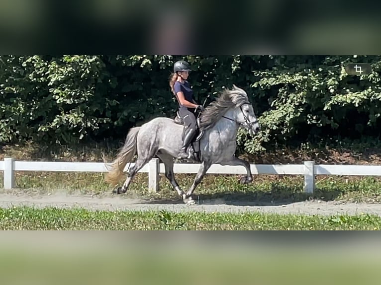 Kuc islandzki Wałach 6 lat 137 cm Siwa jabłkowita in Ehndorf