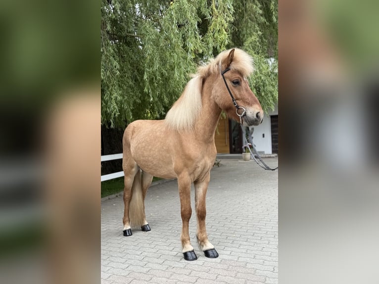 Kuc islandzki Wałach 6 lat 139 cm Bułana in Lochen am See