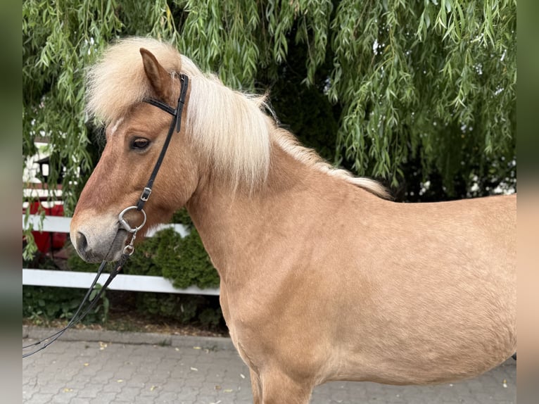 Kuc islandzki Wałach 6 lat 139 cm Bułana in Lochen am See