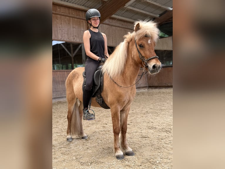 Kuc islandzki Wałach 6 lat 139 cm Bułana in Lochen am See
