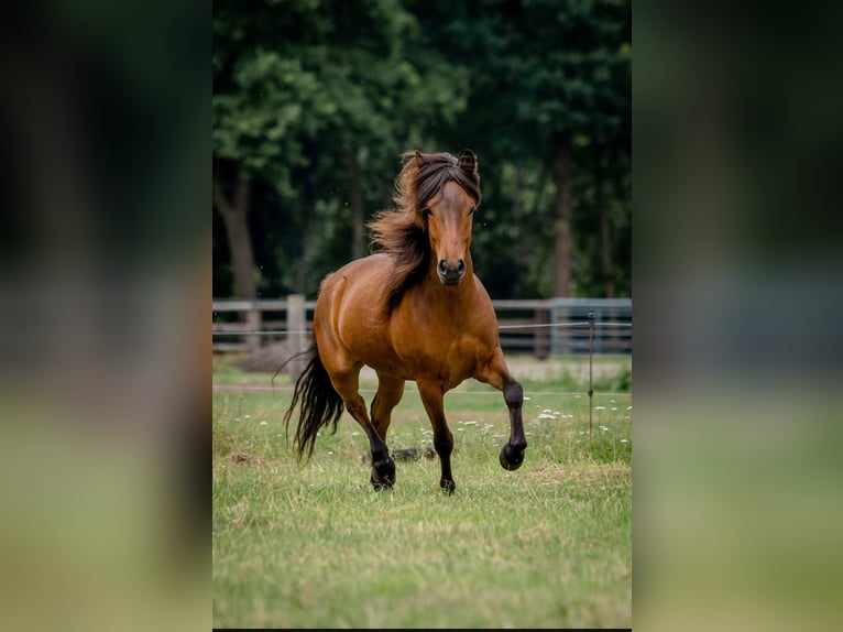Kuc islandzki Wałach 6 lat 140 cm Gniada in Egestorf-Sahrendorf