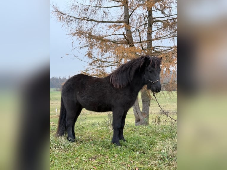 Kuc islandzki Wałach 6 lat 140 cm Kara in Achstetten