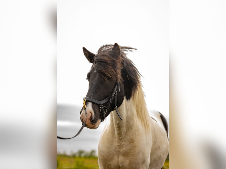 Kuc islandzki Wałach 6 lat 140 cm Srokata in HVOLSV&#xD6;LLUR