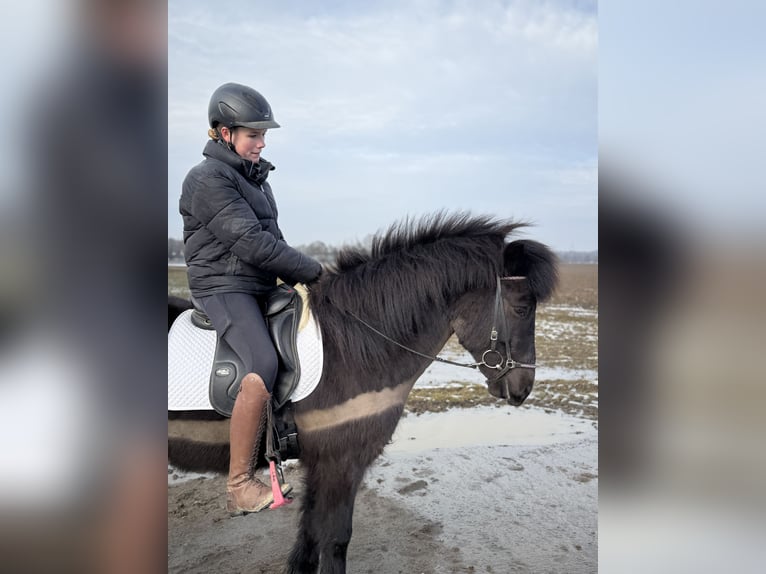 Kuc islandzki Wałach 6 lat 141 cm Kara in AchstettenAchstetten