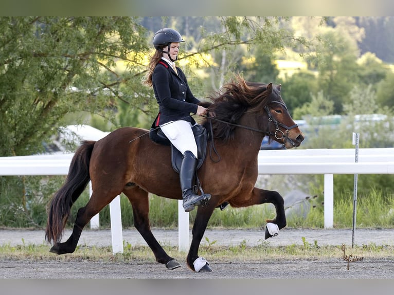Kuc islandzki Wałach 6 lat 144 cm Gniada in Fronreute