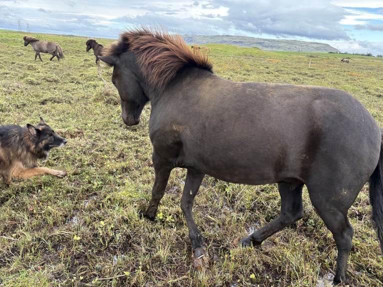 Kuc islandzki Wałach 6 lat 147 cm Gniada in Selfoss