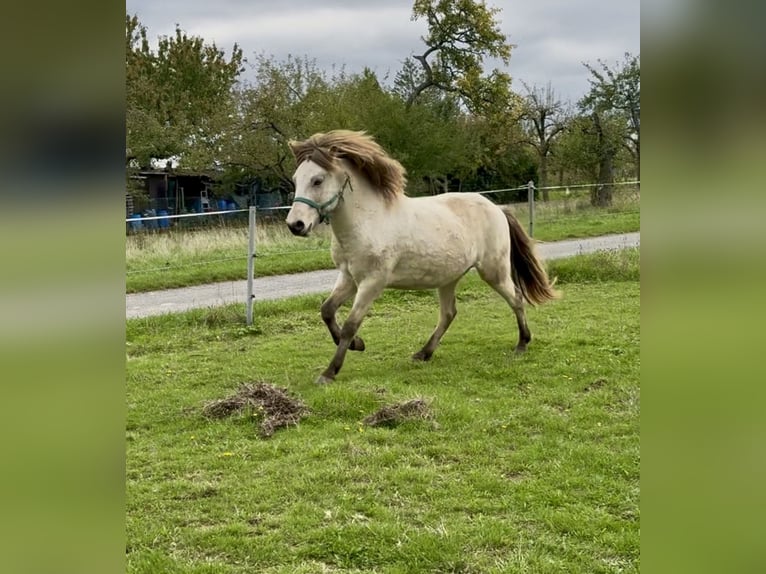 Kuc islandzki Wałach 7 lat 135 cm Jelenia in Liederbach am Taunus