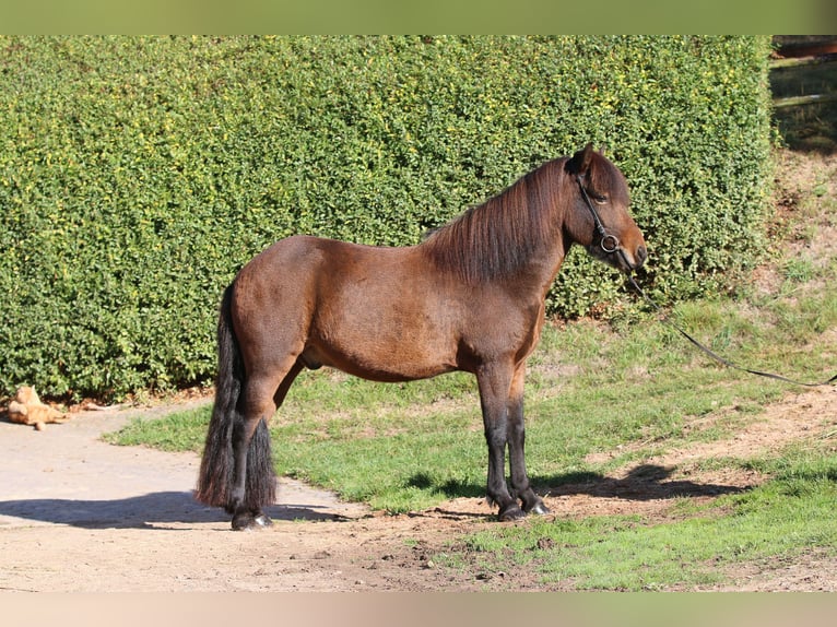 Kuc islandzki Wałach 7 lat 139 cm Gniada in Dohm-Lammersdorf