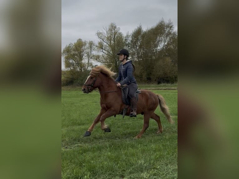 Kuc islandzki Wałach 7 lat 140 cm Ciemnokasztanowata in Kaufungen