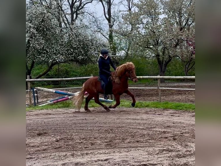 Kuc islandzki Wałach 7 lat 140 cm Kasztanowata in Martfeld