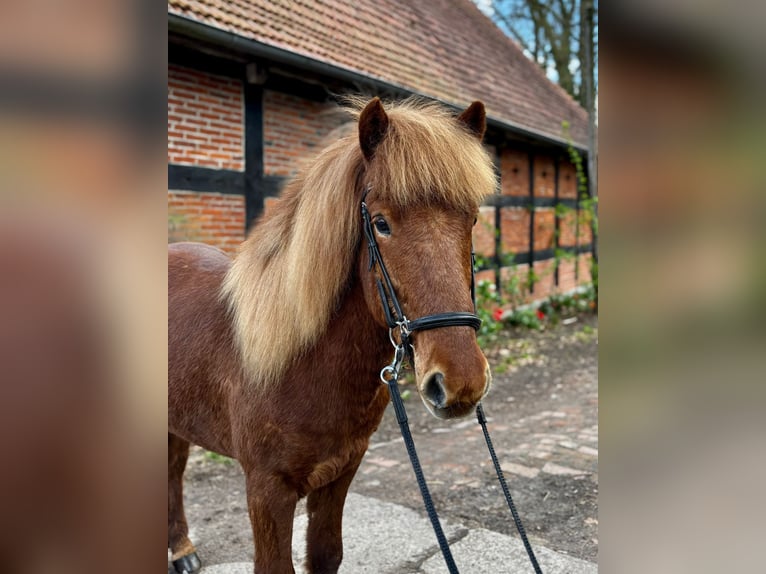 Kuc islandzki Wałach 7 lat 140 cm Kasztanowata in Martfeld