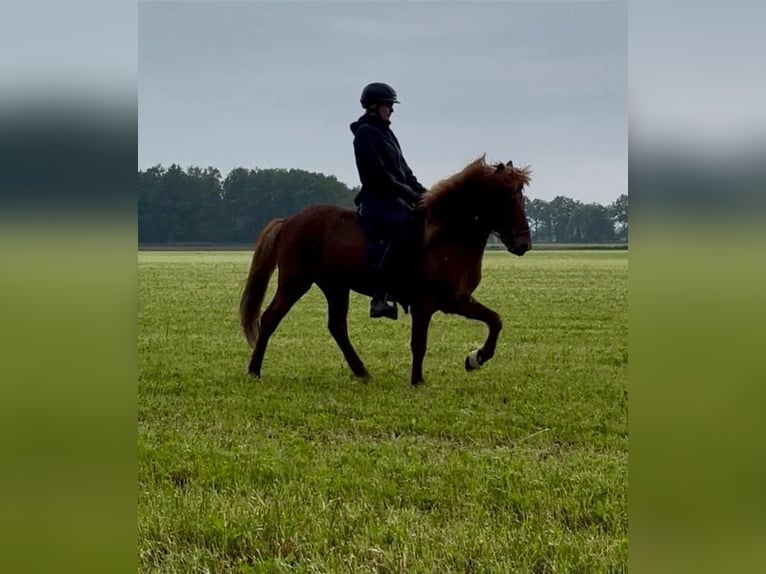 Kuc islandzki Wałach 7 lat 140 cm Kasztanowata in Schwarme