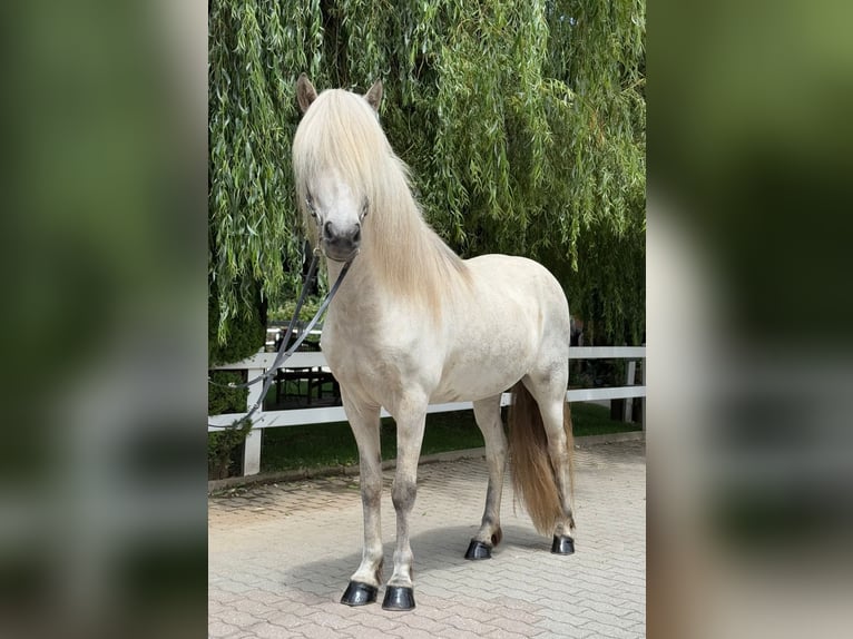 Kuc islandzki Wałach 7 lat 140 cm Siwa in Lochen am See
