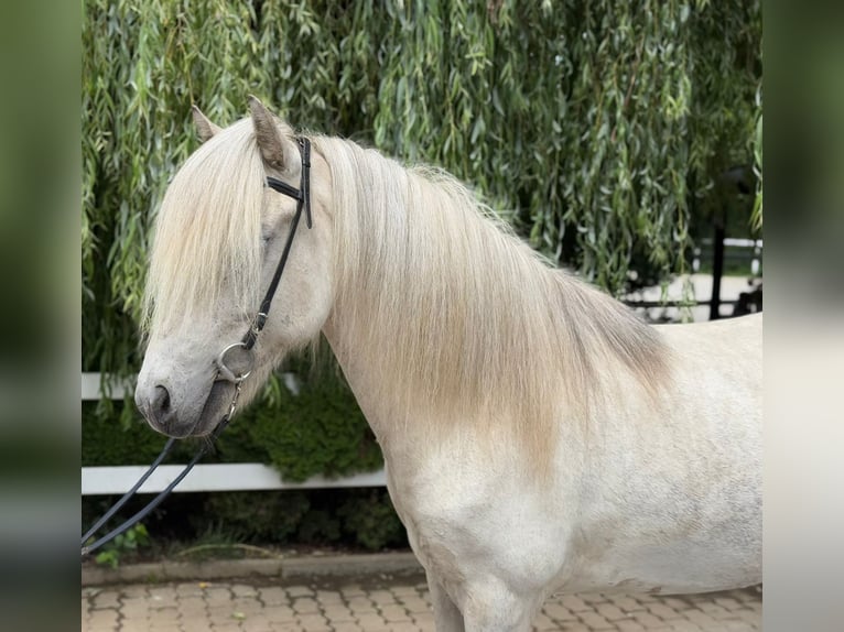 Kuc islandzki Wałach 7 lat 140 cm Siwa in Lochen am See