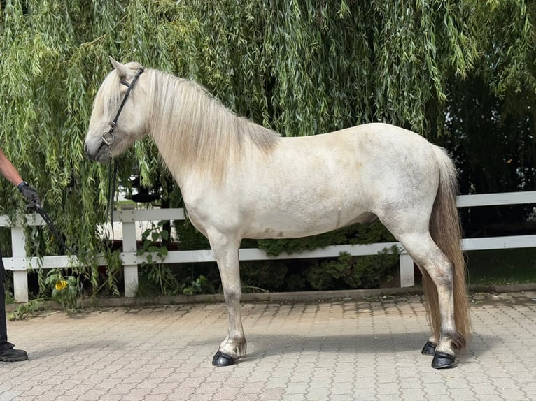 Kuc islandzki Wałach 7 lat 140 cm Siwa in Lochen am See