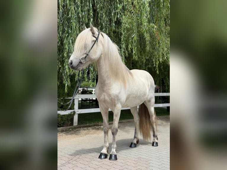 Kuc islandzki Wałach 7 lat 140 cm Siwa in Lochen am See
