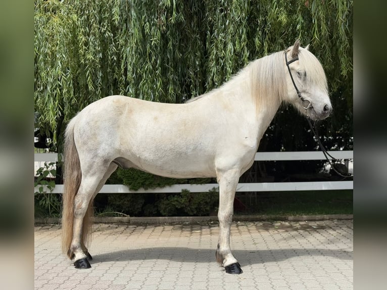 Kuc islandzki Wałach 7 lat 140 cm Siwa in Lochen am See