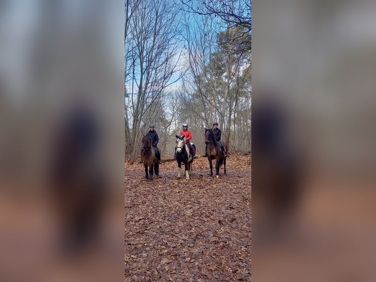 Kuc islandzki Wałach 7 lat 141 cm Bułana in Waldfeucht