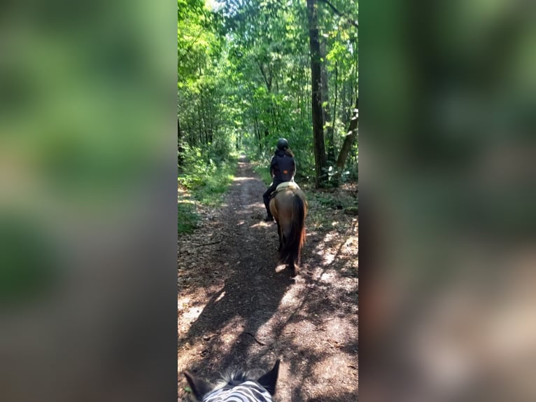 Kuc islandzki Wałach 7 lat 141 cm Bułana in Waldfeucht