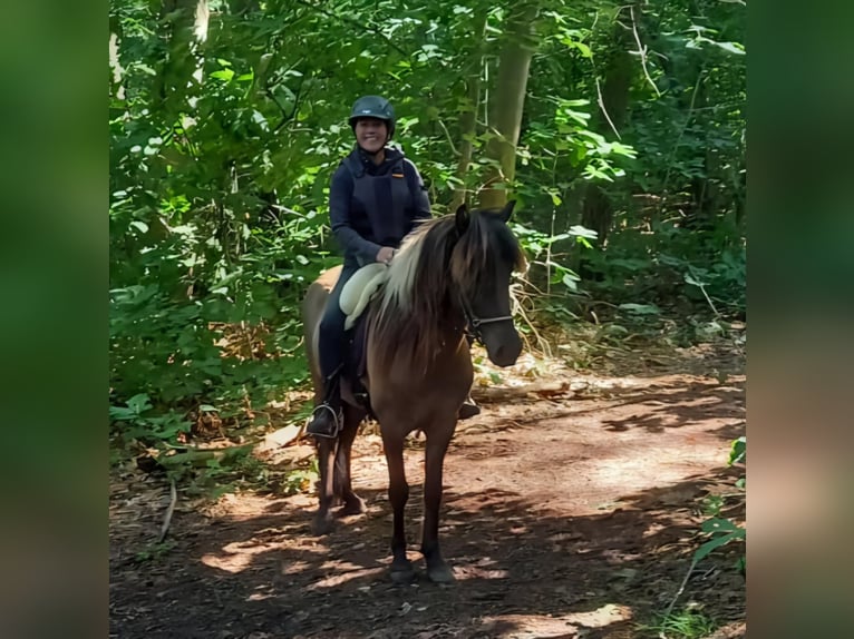 Kuc islandzki Wałach 7 lat 141 cm Bułana in Waldfeucht