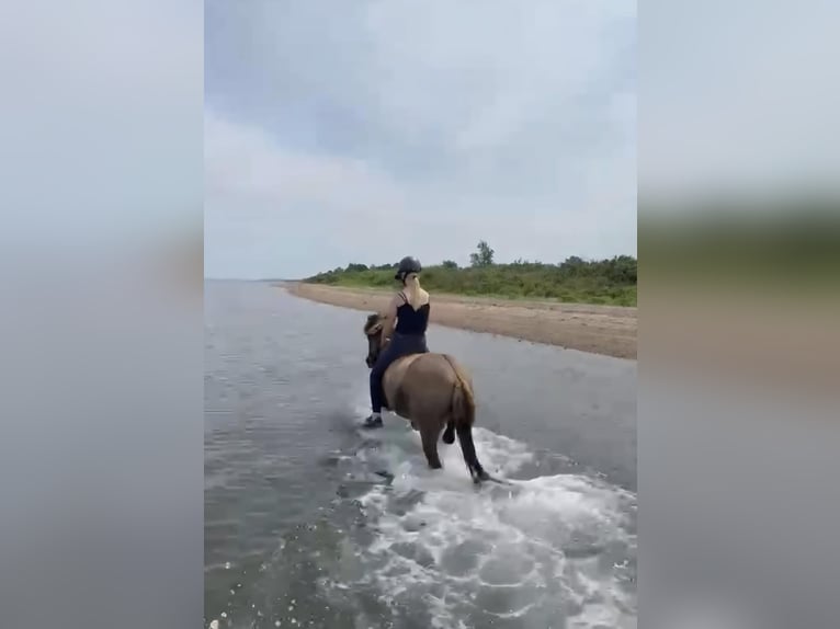 Kuc islandzki Wałach 7 lat 141 cm Bułana in Waldfeucht