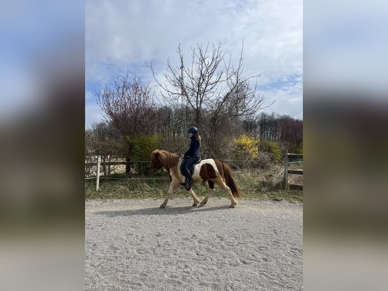 Kuc islandzki Wałach 7 lat 142 cm Srokata in Sattelbach