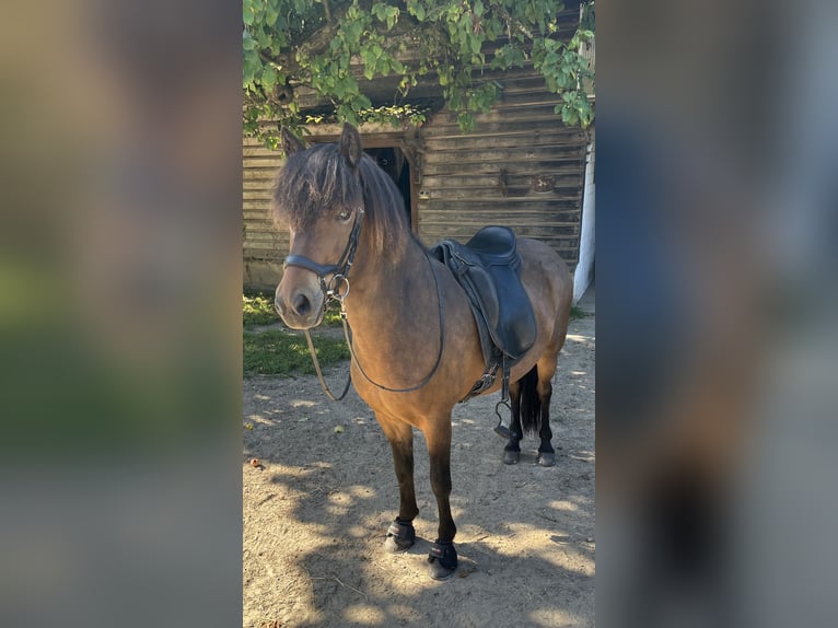 Kuc islandzki Wałach 8 lat 138 cm Gniada in Bosau