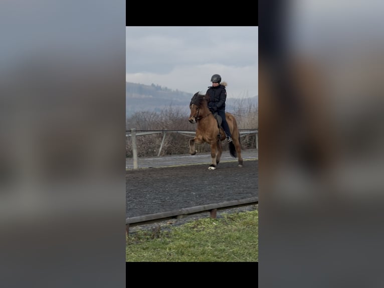 Kuc islandzki Wałach 8 lat 139 cm Bułana in Bad Honnef