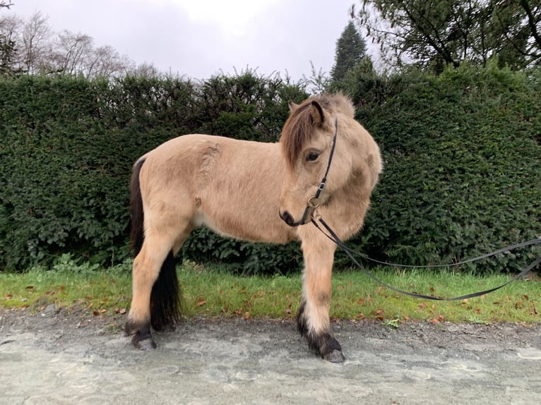 Kuc islandzki Wałach 8 lat 139 cm Jelenia in Ratingen