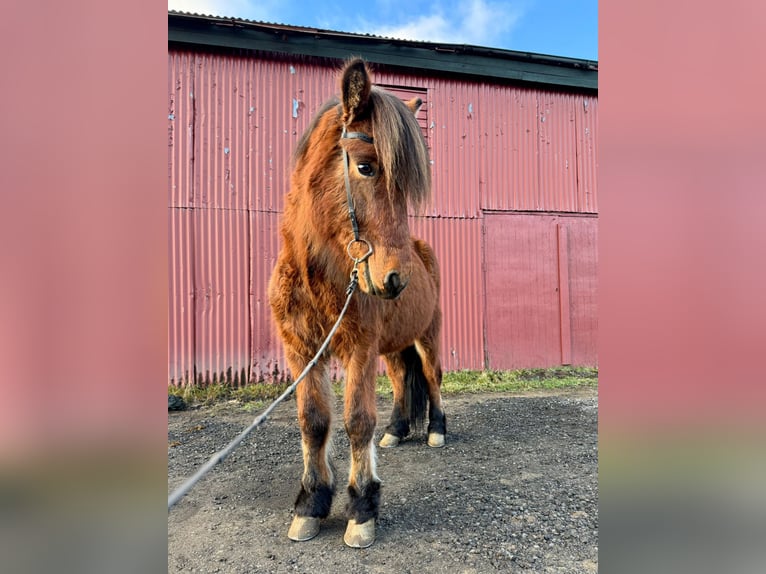 Kuc islandzki Wałach 8 lat 140 cm Gniada in Reykjavík - 10