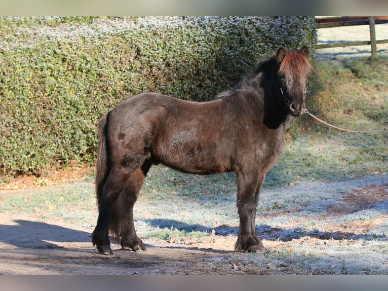 Kuc islandzki Wałach 8 lat 143 cm Kara in Dohm-Lammersdorf