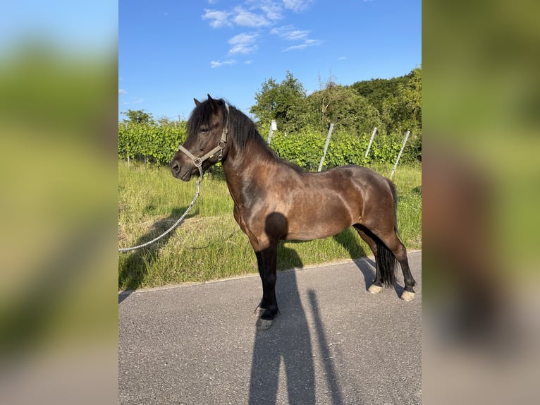 Kuc islandzki Wałach 8 lat 143 cm Kara in Perl