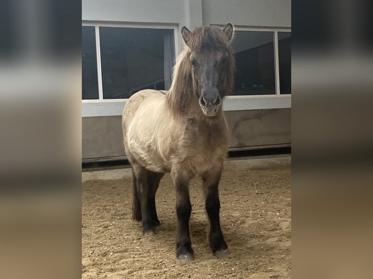 Kuc islandzki Wałach 8 lat 145 cm Bułana in Dorsten