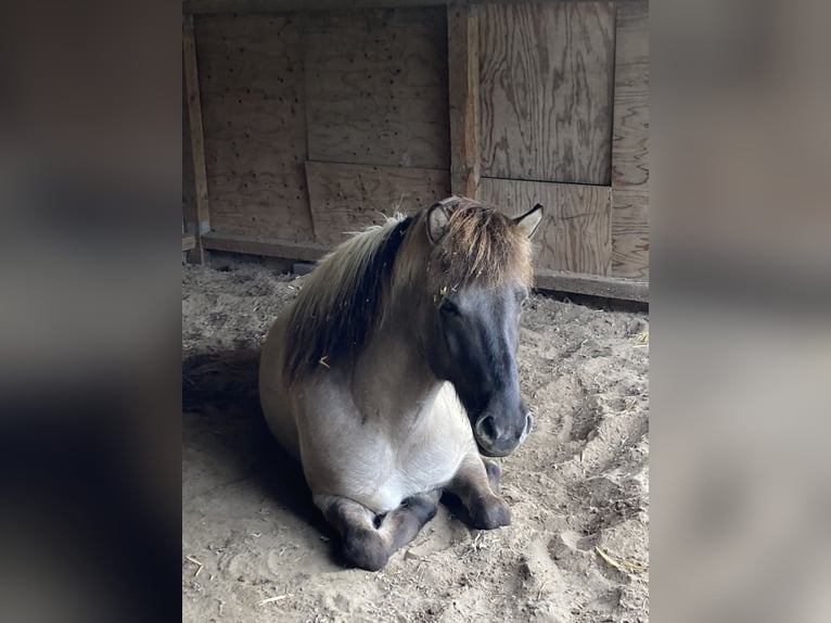 Kuc islandzki Wałach 8 lat 145 cm Bułana in Dorsten