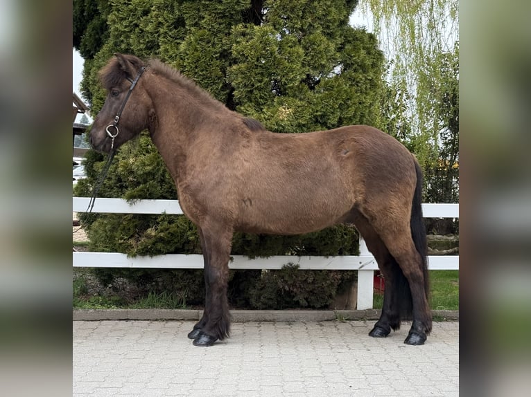Kuc islandzki Wałach 8 lat 146 cm Kara in Lochen am See