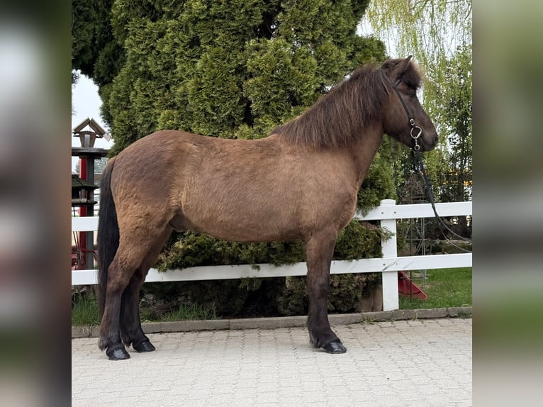 Kuc islandzki Wałach 8 lat 146 cm Kara in Lochen am See