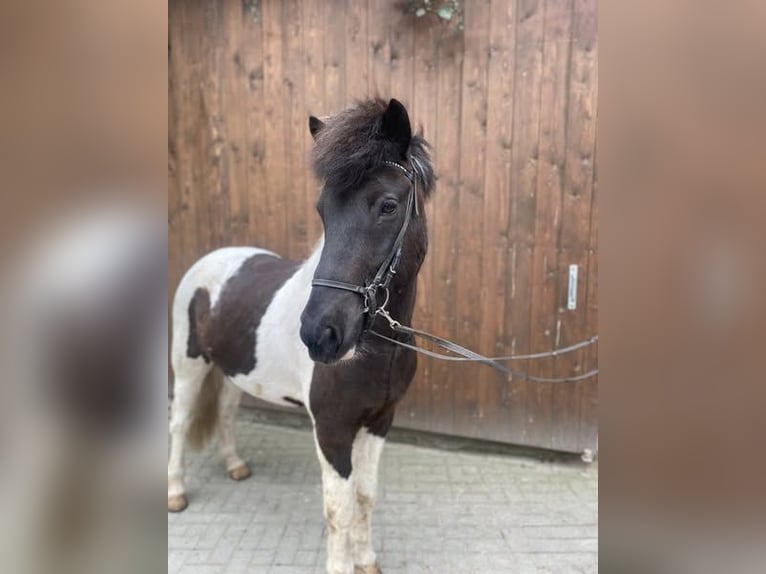 Kuc islandzki Wałach 8 lat 147 cm Srokata in Ansbach Kuc islandzki Wałach 8 lat 147 cm Srokata in Ansbach
