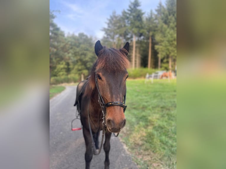 Kuc islandzki Wałach 9 lat 136 cm Gniada in Rosbach vor der H&#xF6;he Ober-Rosbach
