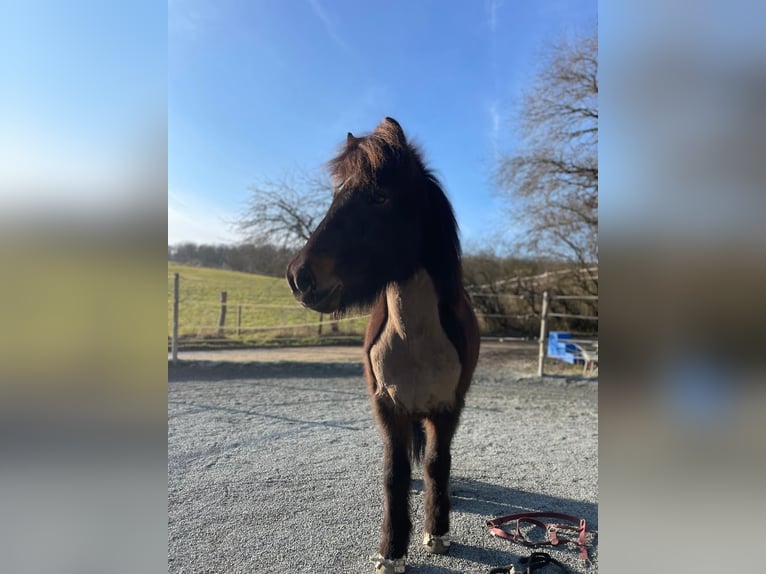 Kuc islandzki Wałach 9 lat 136 cm Gniada in Rosbach vor der H&#xF6;he Ober-Rosbach
