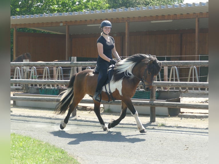 Kuc islandzki Wałach 9 lat 138 cm Srokata in Euskirchen