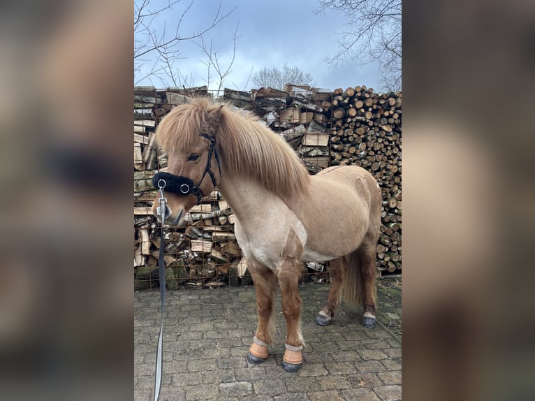 Kuc islandzki Wałach 9 lat 139 cm Bułana in NienhagenNienhagen