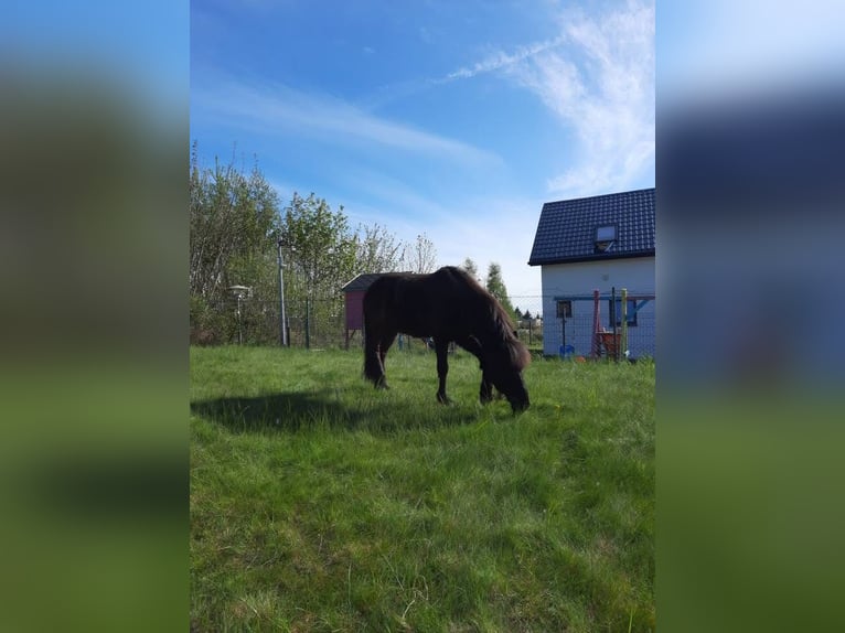 Kuc islandzki Wałach 9 lat 140 cm Kara in Drozdowo
