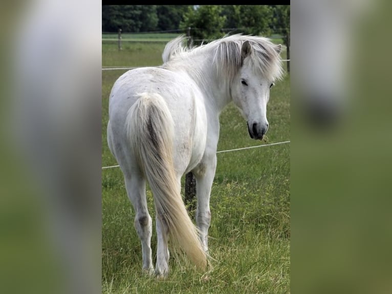 Kuc islandzki Wałach 9 lat 140 cm Siwa in Neufahrn bei Freising