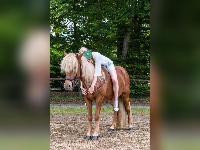 Kuc islandzki Wałach 9 lat 144 cm Kasztanowata in Oersdorf