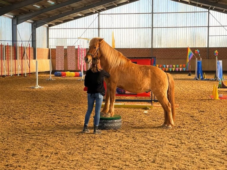 Kuc islandzki Wałach 9 lat 145 cm Bułana in Mönchengladbach
