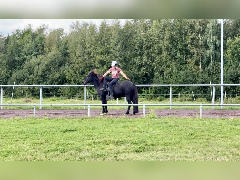 Kuc islandzki Wałach 9 lat 145 cm Kara in Soltau