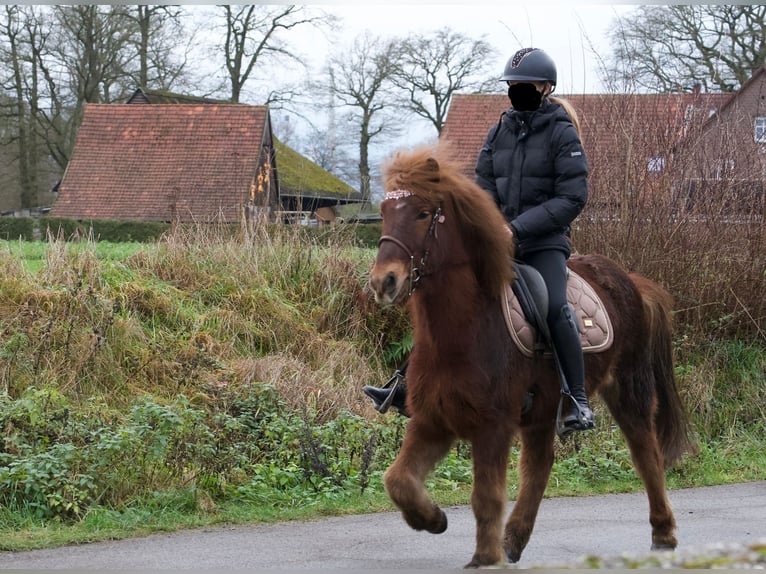 Kuc islandzki Wałach 9 lat 148 cm Kasztanowata in Wesel